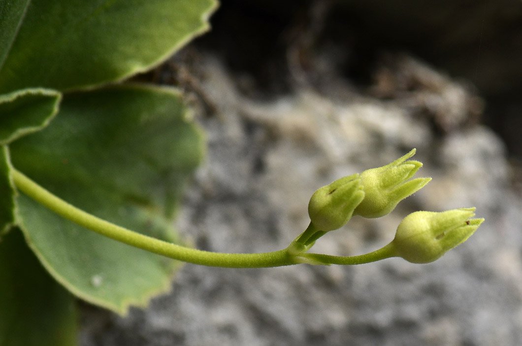 Primula auricula